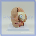 PNT-1632 Top Quality Plastic neck and head model for hospital